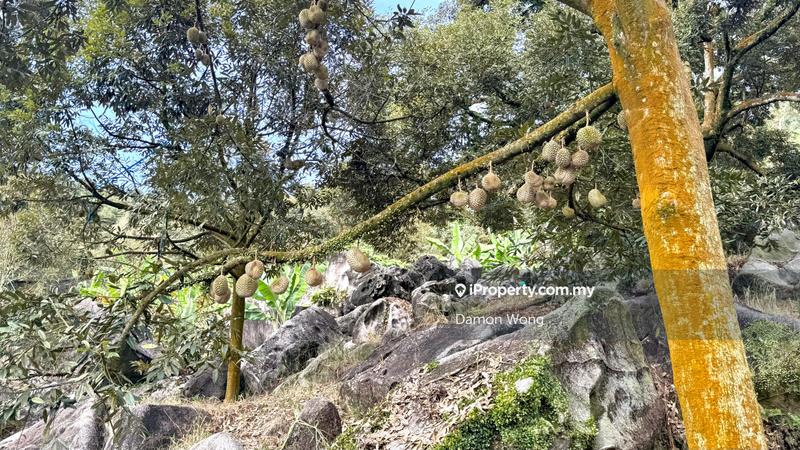For Sale - 18.4 acres durian orchard in Sg Klau