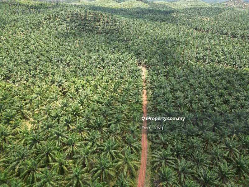 Tanah Pertanian untuk Dijual di Bandar Puteri Jaya, Sungai Petani oleh Derrick Ng - iProperty.com.my