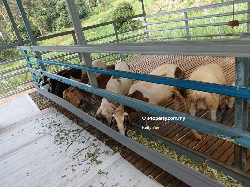 Tanah Pertanian untuk Dijual di Durian Orchard Farm @ Machang Bubok for Sale, Bukit Mertajam oleh Kelly Yee - iProperty.com.my