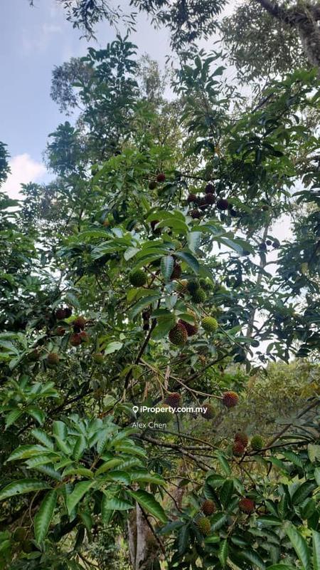 Agricultural Land for Sale in Taman Semanja, Kajang by Alex Chen - iProperty.com.my