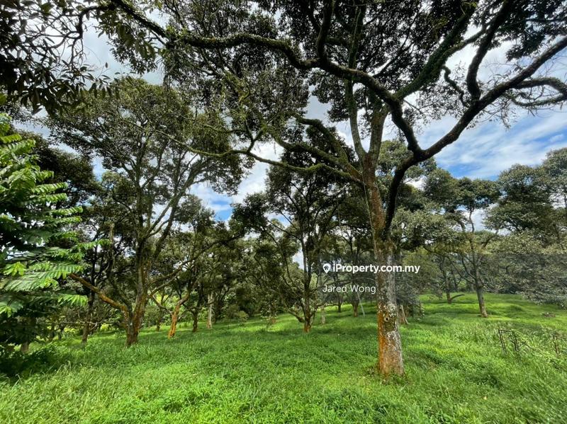 For Sale - HOT AREA | FREEHOLD | MUSANG KING DURIAN | PRIME LOCATION | HIGH YIELD