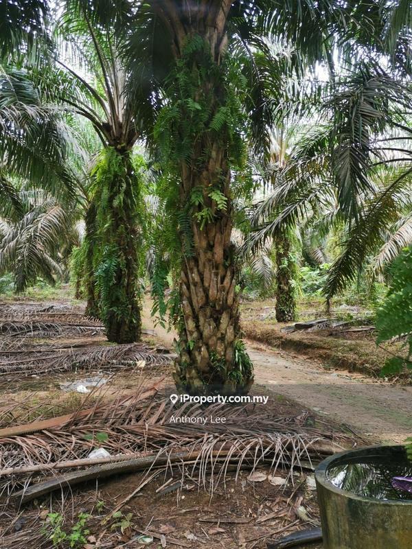 For Sale - Palm Oil Estate Agriculture Land Kalumpang Kerling Kuala Kubu Bharu Hulu Selangor 7 arces freehold
