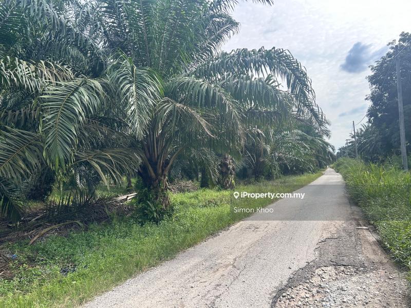 Tanah Pertanian untuk Dijual di Pekan Ijok, Ijok oleh Simon Khoo - iProperty.com.my
