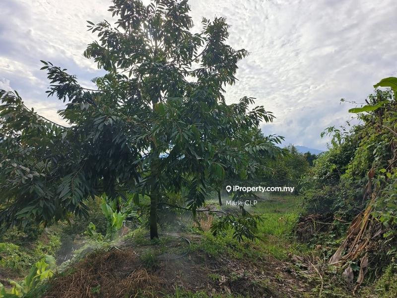 Agricultural Land for Sale in Kampung Sumpitan, Lenggong by Marie CLP - iProperty.com.my