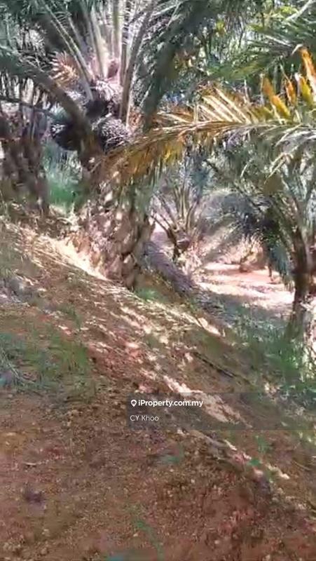 Tanah Pertanian untuk Dijual di Kelantan Gua Musang 18300 Ulu Nenggiri Bertam Blau, Ulu Nenggiri oleh CY Khoo - iProperty.com.my