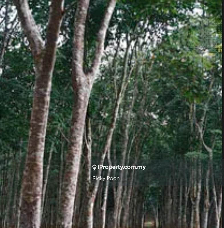 Agricultural Land untuk Dijual di Taman Bukit Petaling Ulu Triang, Kuala Klawang oleh Ricky Poon - iProperty.com.my