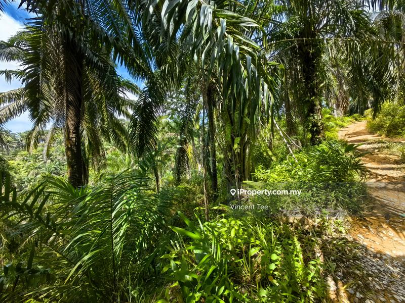 For Sale - 320 Acres Agriculture Main Road Frontage Penjom Kuala Lipis