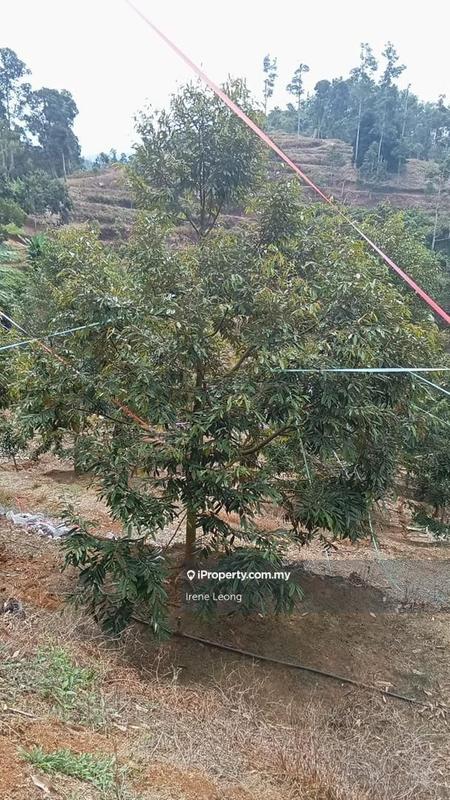 Agricultural Land for Sale in Titi, Negeri Sembilan by Irene Leong - iProperty.com.my