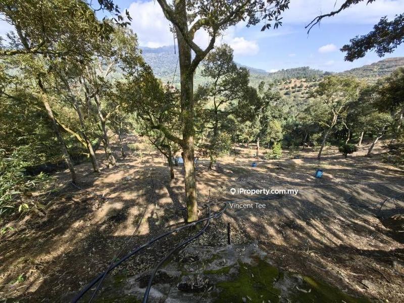 Tanah Pertanian untuk Dijual di Cheroh, Raub oleh Vincent Tee - iProperty.com.my