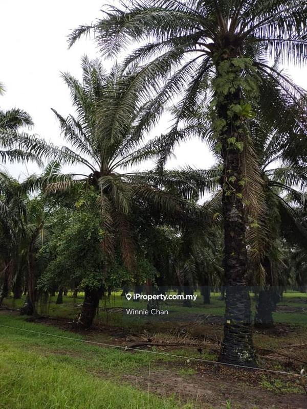 Tanah Pertanian untuk Dijual di Sitiawan Perak 942 Acres Freehold Palm Oil Estate, Sitiawan oleh Winnie Chan - iProperty.com.my