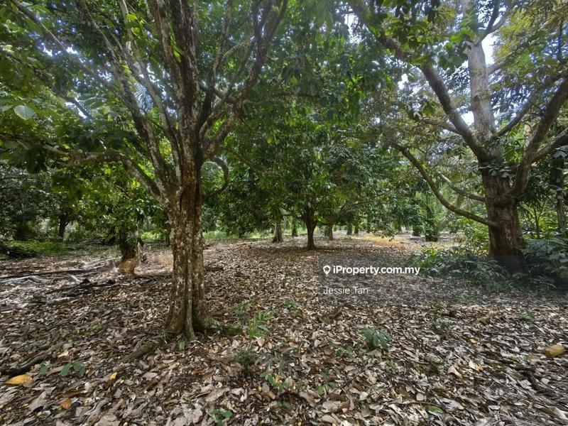 Tanah Pertanian untuk Dijual di Pekan Nanas, Johor oleh Jessie Tan - iProperty.com.my
