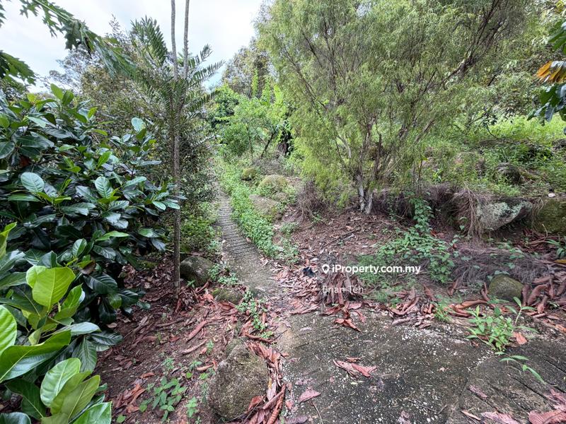 For Sale - Durian Farm Agricultural Land Sale at Balik Pulau 20 Acre Freehold With Road Access