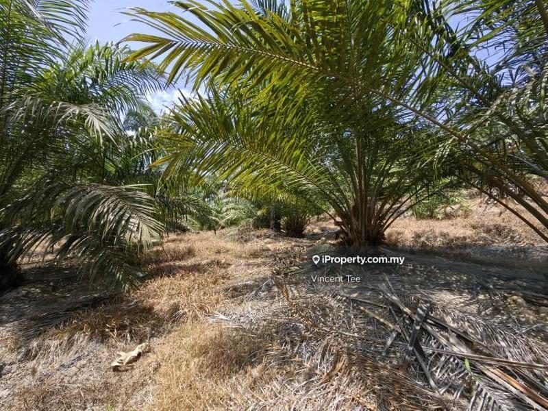 Agricultural Land for Sale in Kampung Baru Kemayan, Triang by Vincent Tee - iProperty.com.my