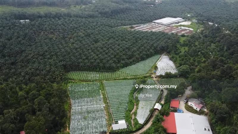 Agricultural Land for Sale in Kampung Legong Jaya, Gadong by Kelly Yee - iProperty.com.my