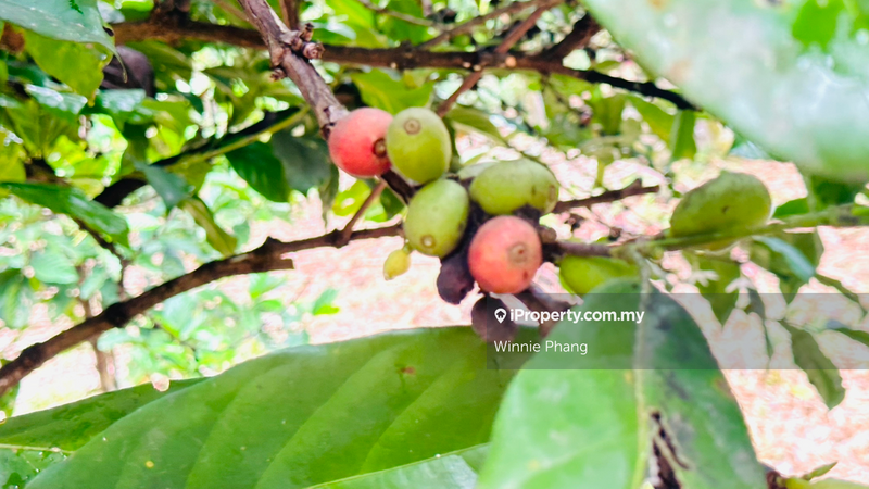 Agricultural Land for Sale in Road Side Bukit Lintang Ayer Molek Jasin, Ayer Molek by Winnie Phang - iProperty.com.my