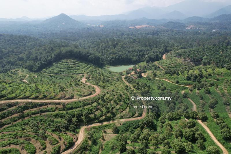 For Sale - 50 acres Durian Farm in Gua Musang For Sale