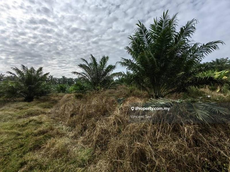 Agricultural Land for Sale in Bandar Mengkuang, Triang by Vincent Tee - iProperty.com.my