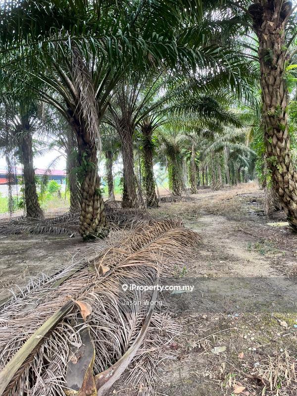 Tanah Pertanian untuk Dijual di Taman Murni, Kluang oleh Jason Wong - iProperty.com.my