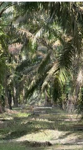 For Sale - Layang-Layang