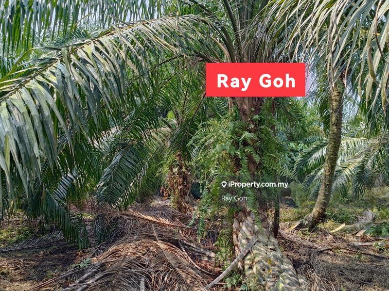 Agricultural Land for Sale in Taman Meru, Klang by Ray Goh - iProperty.com.my