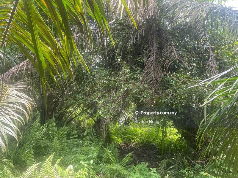Agricultural Land for Rent in Kampung Parit Sikom Lapis, Ayer Baloi by Gyden Heng - iProperty.com.my