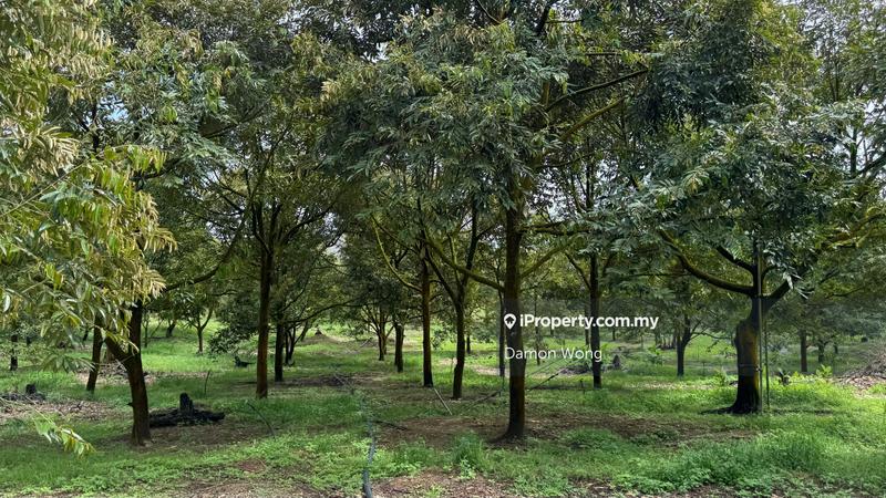 Agricultural Land for Sale in Cinta Manis, Karak by Damon Wong - iProperty.com.my