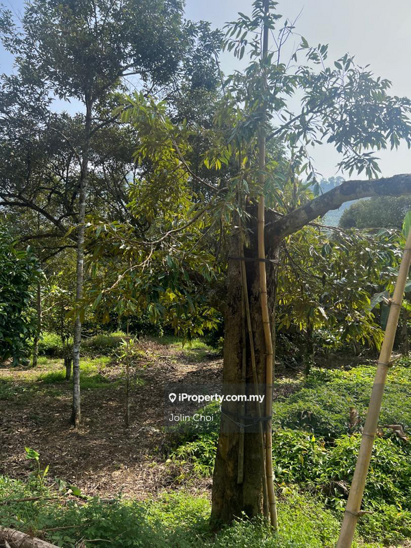 Tanah Pertanian untuk Dijual di Raub, Pahang, Raub oleh Jolin Choi - iProperty.com.my