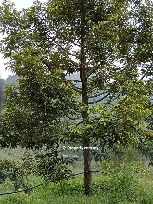 Agricultural Land for Sale in Raub, Pahang by Irene Leong - iProperty.com.my
