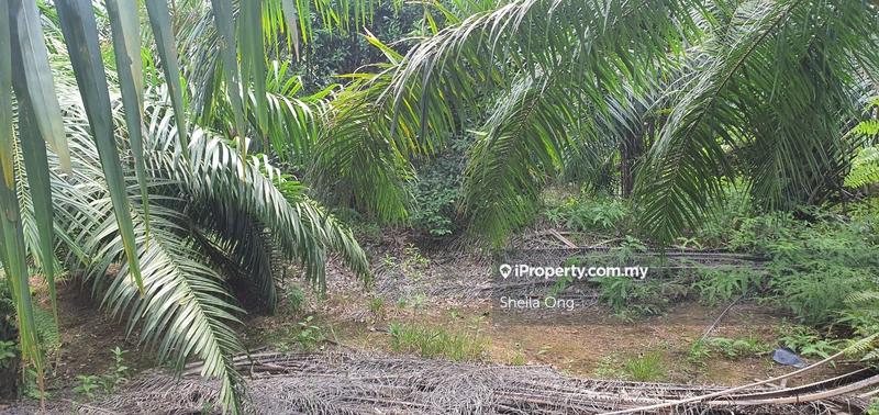 Tanah Pertanian untuk Dijual di Banting, Banting oleh Sheila Ong - iProperty.com.my