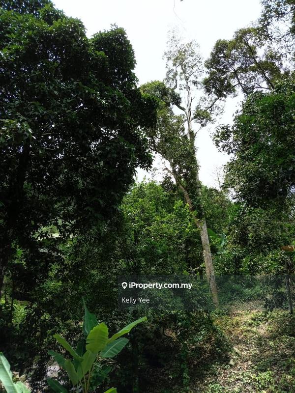 Tanah Pertanian untuk Dijual di Mengkuang Dam Orchard Farm for Sale, Bukit Mertajam oleh Kelly Yee - iProperty.com.my