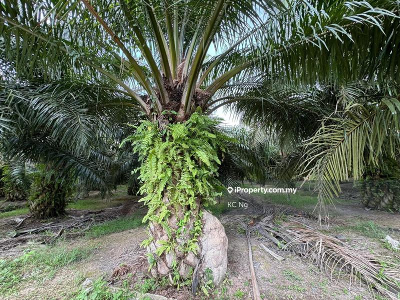 Agricultural Land for Sale in Sungai siput, Kuala Kangsar by KC Ng - iProperty.com.my