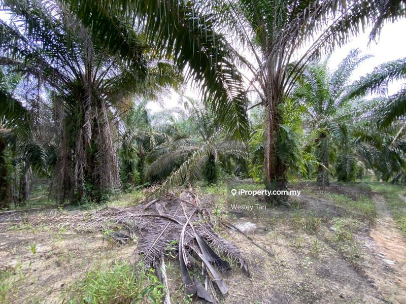 Agricultural Land for Sale in Taman Bemban Utama, Bemban by Wesley Tan - iProperty.com.my