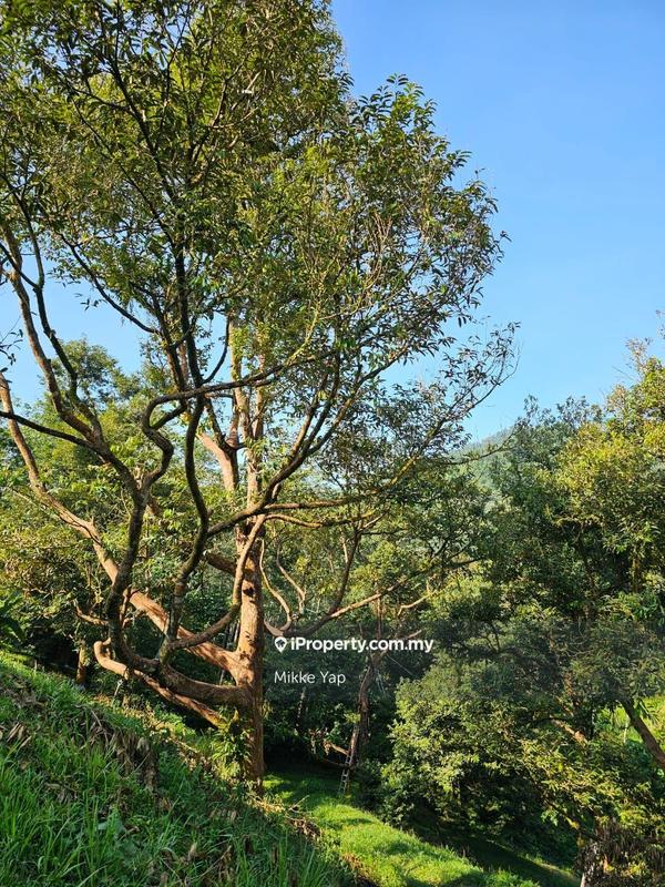 Agricultural Land for Sale in Bentong, Pahang by Mikke Yap - iProperty.com.my