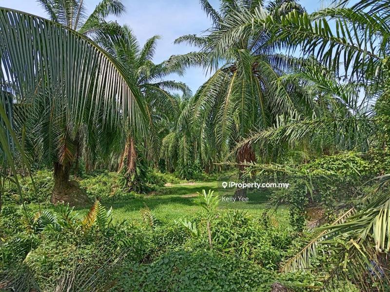 Tanah Pertanian untuk Dijual di Nibong Tebal, Penang oleh Kelly Yee - iProperty.com.my