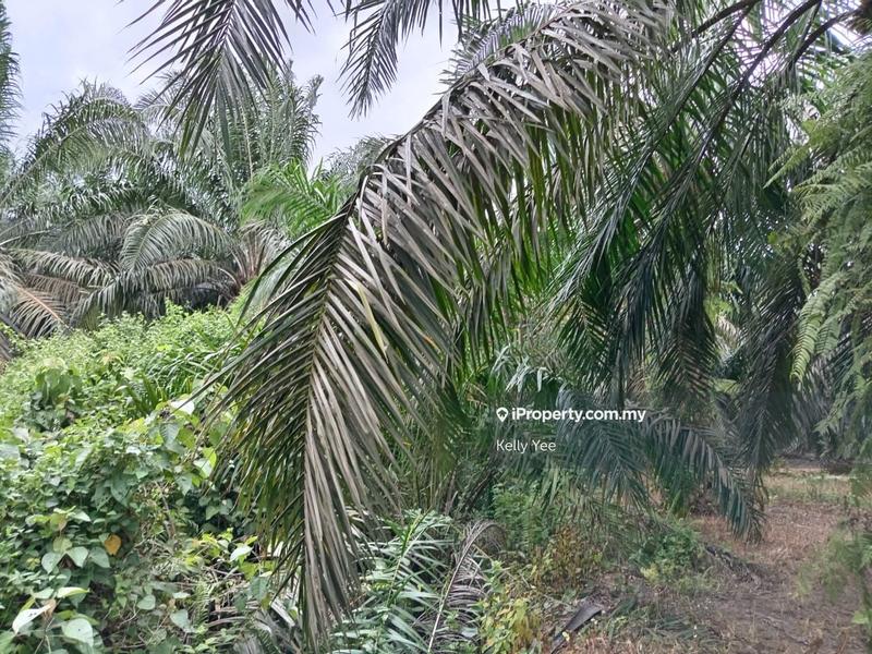 Agricultural Land for Sale in Palm Oil Plantation Along Jalan Kulim - Baling, Kulim by Kelly Yee - iProperty.com.my