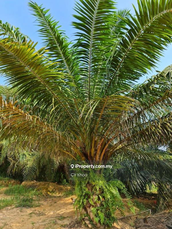 Agricultural Land for Sale in Negeri Sembilan Kuala Pilah Johol, Kuala Pilah by CY Khoo - iProperty.com.my