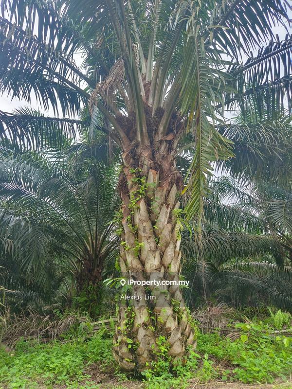 Agricultural Land for Sale in Mukim Paloh, Kluang by Alexius Lim - iProperty.com.my