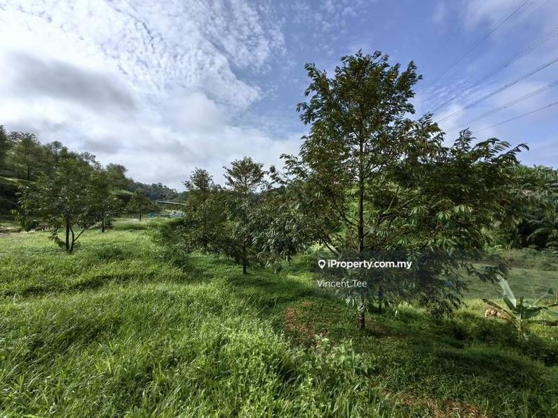 Agricultural Land for Sale in Kampung Sega, Sega by Vincent Tee - iProperty.com.my