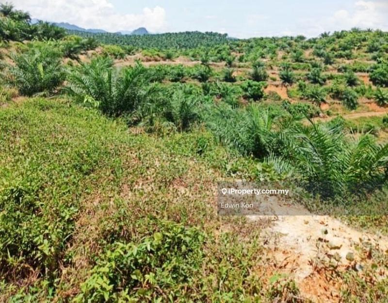 For Sale - Gua Musang Main Road Oil Palm Land for Sale FREEHOLD