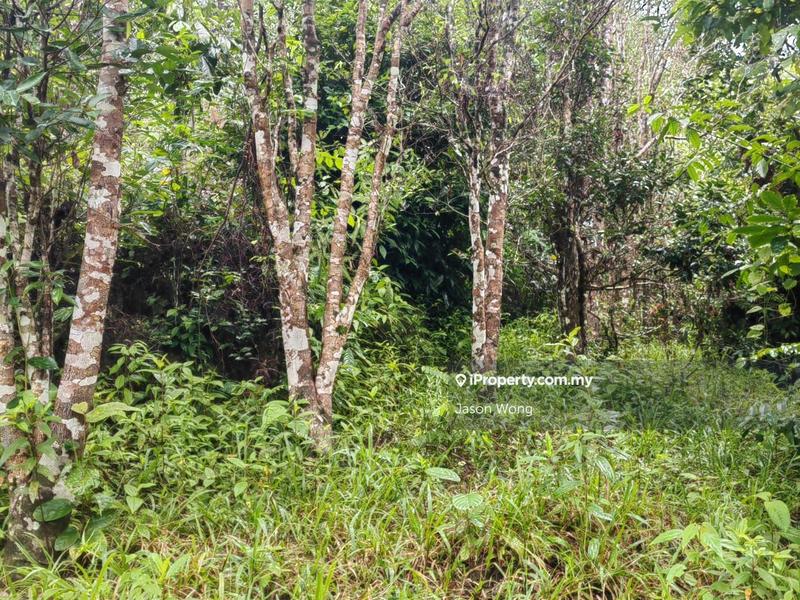 Tanah Pertanian untuk Dijual di Jalan Kota Bharu, Gua Musang, Kuala Krai, Kelantan, Gua Musang oleh Jason Wong - iProperty.com.my