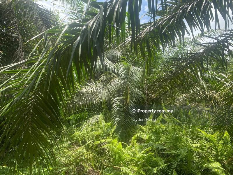 Agricultural Land for Rent in Kampung Parit Sikom Lapis, Ayer Baloi by Gyden Heng - iProperty.com.my