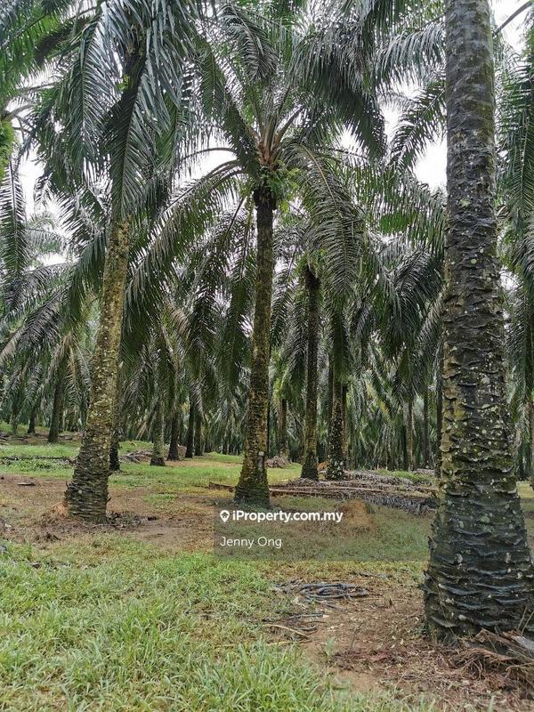 Residential Land for Sale in Bandar Puteri Jaya, Sungai Petani by Jenny Ong - iProperty.com.my