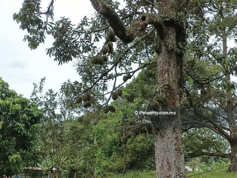 Tanah Pertanian untuk Dijual di Kampung Baru Lenggeng, Lenggeng oleh S.H Chin - iProperty.com.my