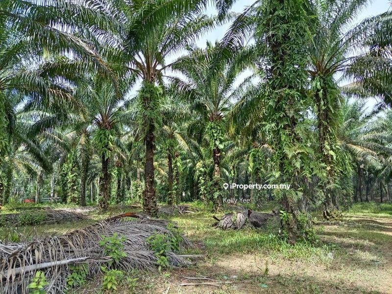 Agricultural Land for Sale in Palm Oil Plantation @ Labu Besar, Kulim for Sale, Kulim by Kelly Yee - iProperty.com.my
