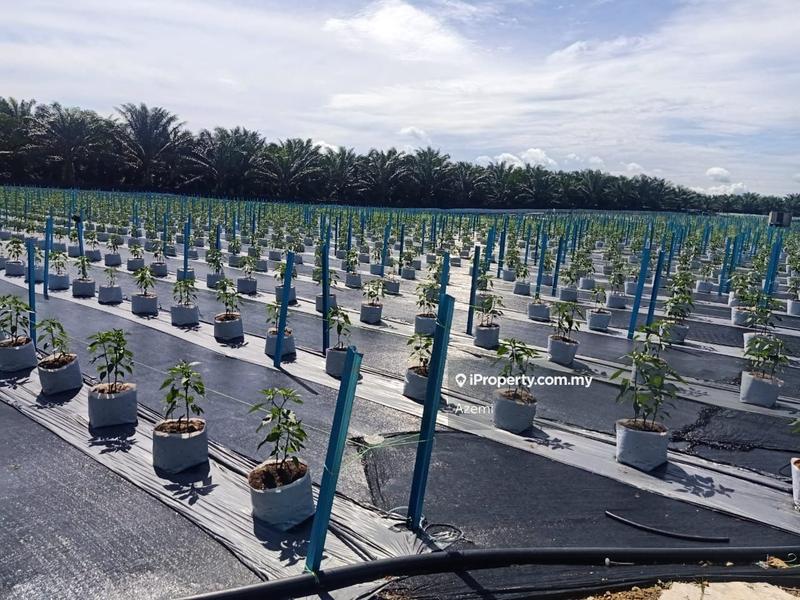 Tanah Pertanian untuk Dijual di Gemencheh Baru, Gemencheh oleh Azemi - iProperty.com.my