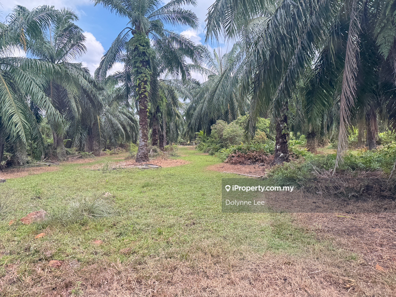Tanah Pertanian untuk Dijual di UPS Industrial Park, Pulau Carey (Carey Island) oleh Dolynne Lee - iProperty.com.my