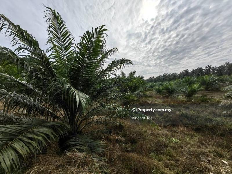 Agricultural Land for Sale in Bandar Mengkuang, Triang by Vincent Tee - iProperty.com.my