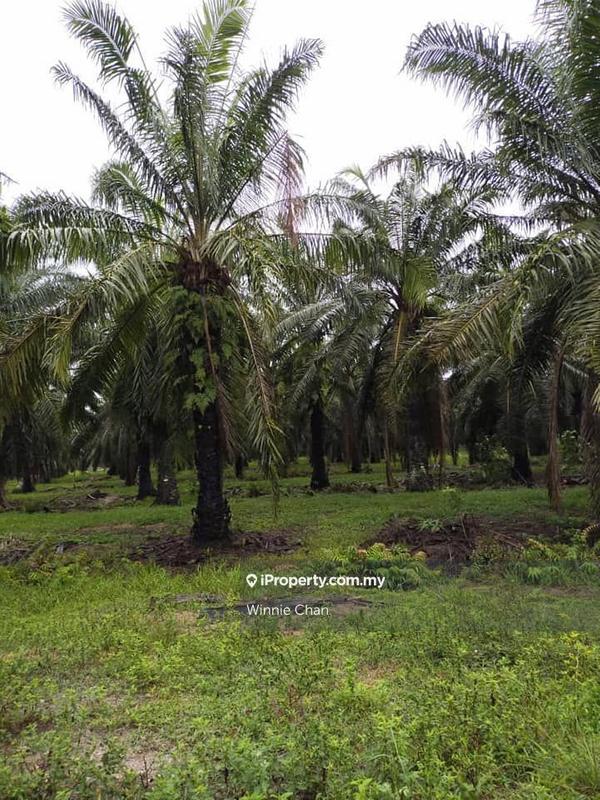 Tanah Pertanian untuk Dijual di Sitiawan Perak 942 Acres Freehold Palm Oil Estate, Sitiawan oleh Winnie Chan - iProperty.com.my