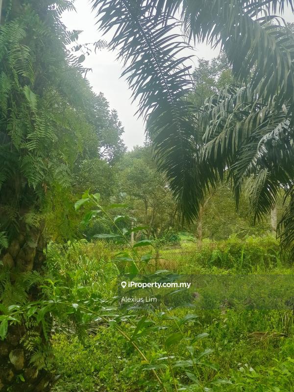 Agricultural Land for Sale in Mukim Paloh, Kluang by Alexius Lim - iProperty.com.my