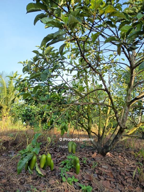 Agricultural Land for Sale in Dangi, Johol by Huda - iProperty.com.my